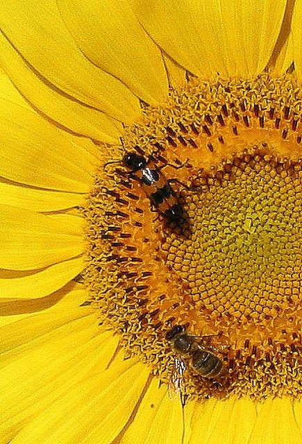 Deep summer on the plateaux