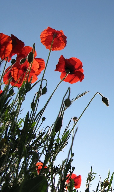 Deep summer on the plateaux